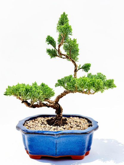 2013 Twisted Trunk Japanese Shimpaku Juniper Bonsai Tree