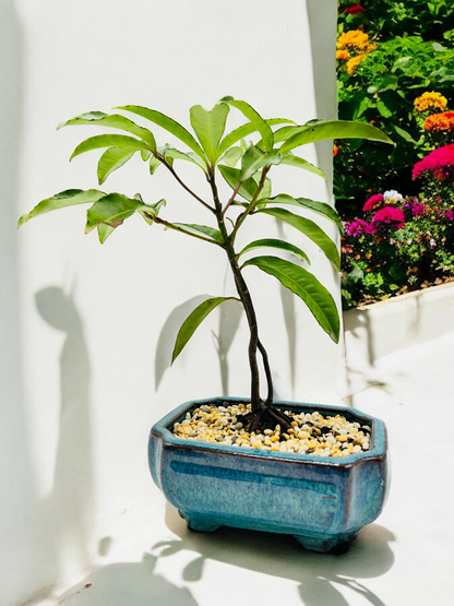 6 Inch Christmas Berry Bonsai Tree