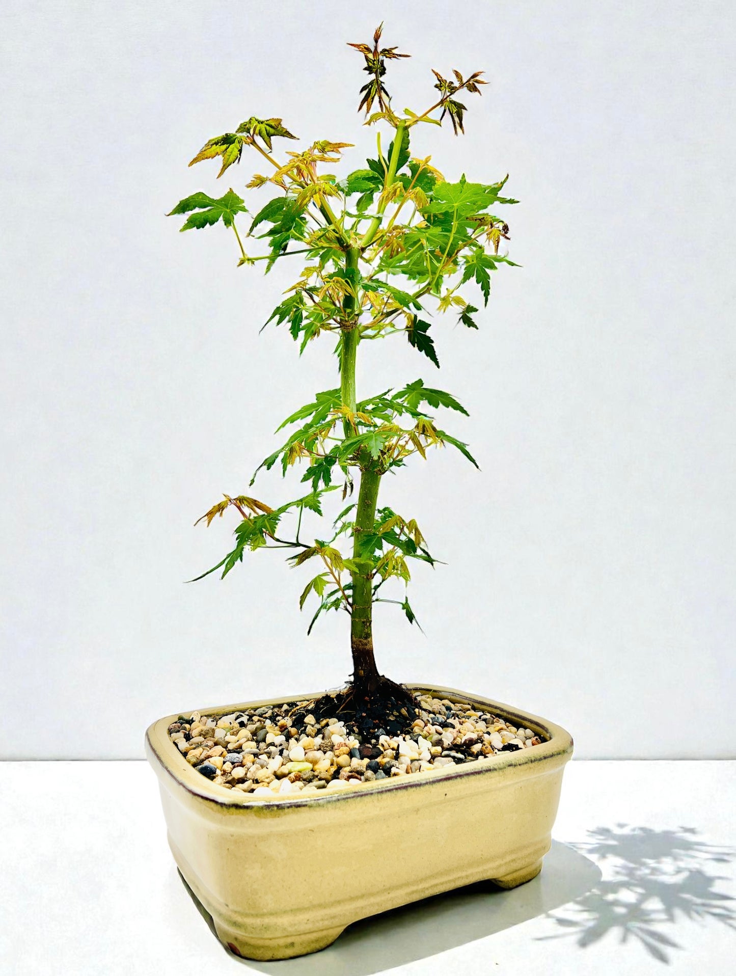 Japanese Maple Bonsai Tree 8 Inch
