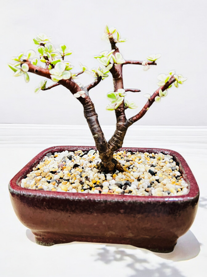 7 Inch Variegated Jade Bonsai Tree