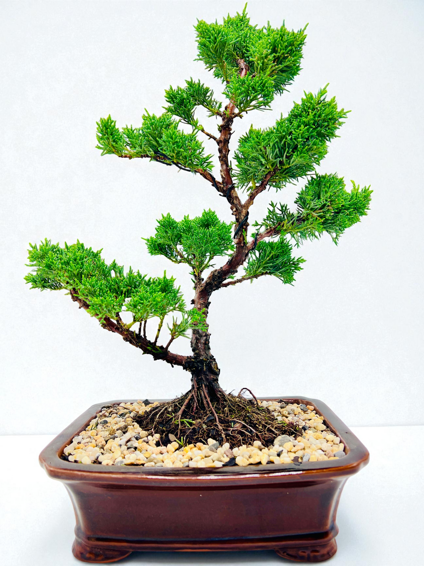 2013 Twisted Trunk Japanese Shimpaku Juniper Bonsai Tree