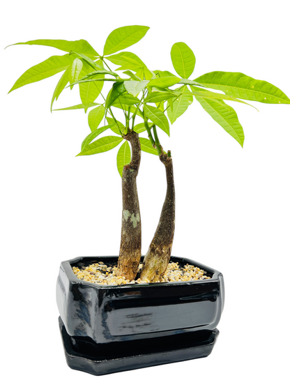 5 Leaves Twin Trunk Indoor Guiana Chestnut “Pachira Aquatica” Bonsai Tree With Saucer 8 Inch 发财树