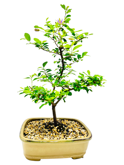 10 Inch Lavender Star Bonsai Tree