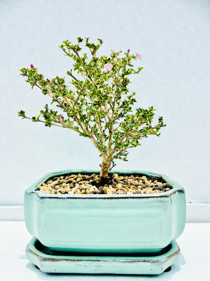 8 Inch Japanese Pink Flowering Serissa Bonsai Tree With Saucer