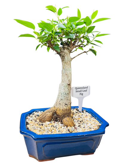 8 Inch Small Leaf Fig Bonsai Tree