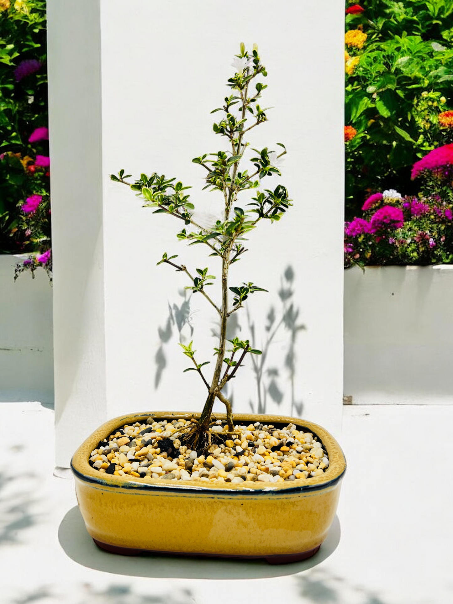 6 Inch Starter Variegated White Flowering Serissa Bonsai Tree