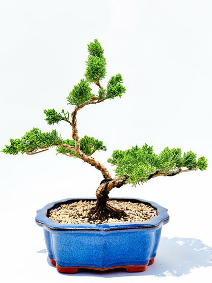 2013 Twisted Trunk Japanese Shimpaku Juniper Bonsai Tree