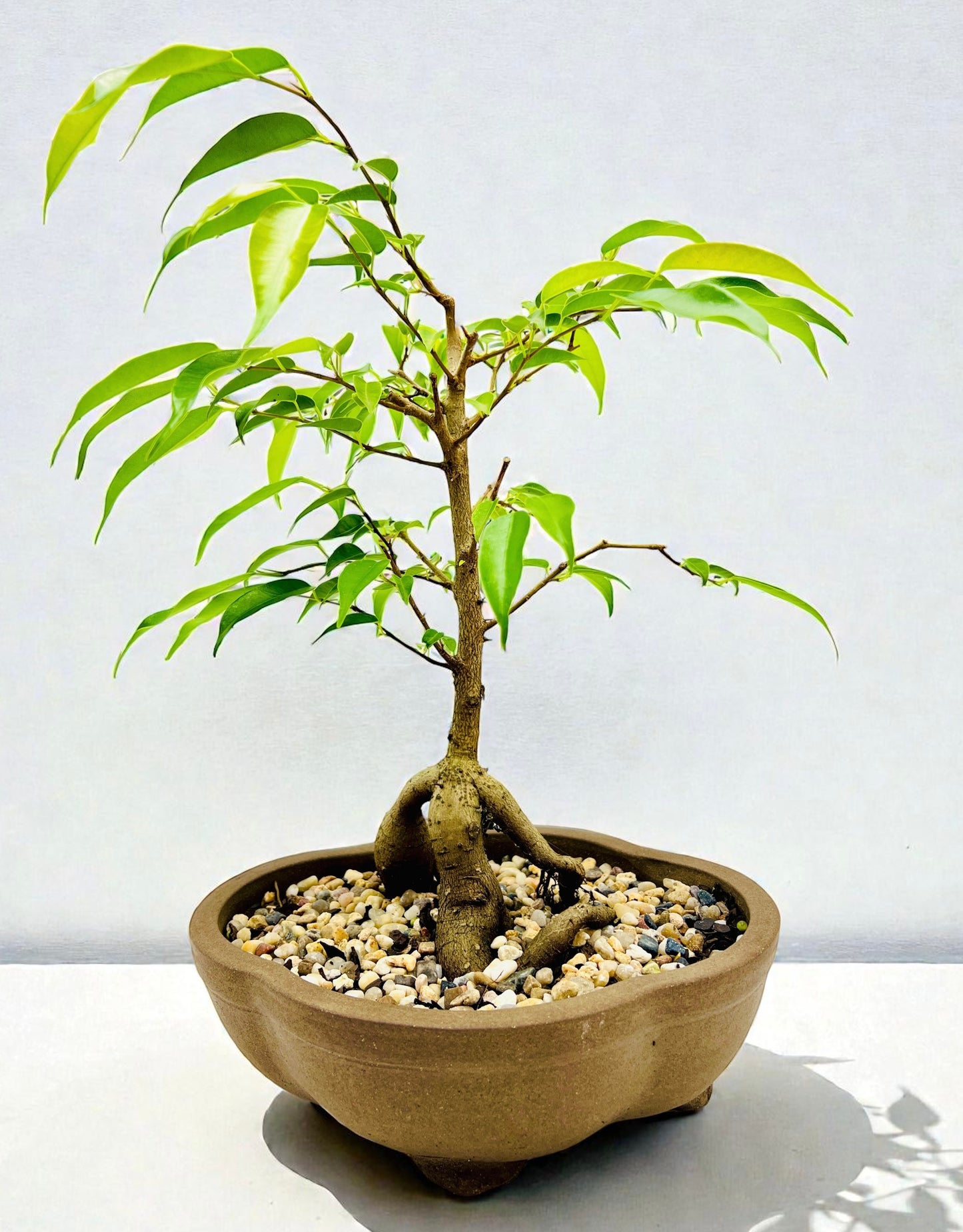 8 Inch Weeping Fig Buddha Belly Bonsai Tree
