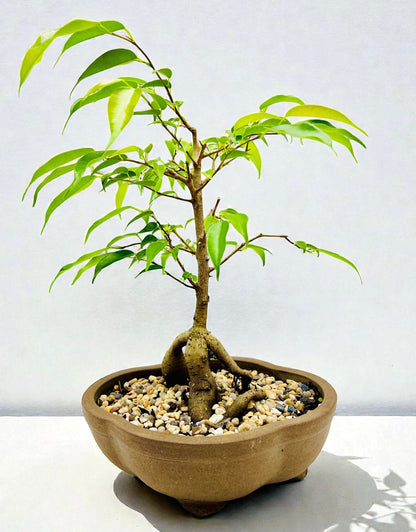 8 Inch Weeping Fig Buddha Belly Bonsai Tree
