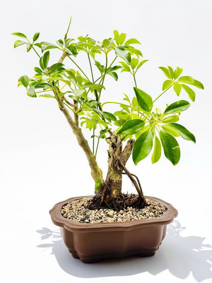 2009 Umbrella Tree Bonsai – Mature Trunk & Exposed Roots