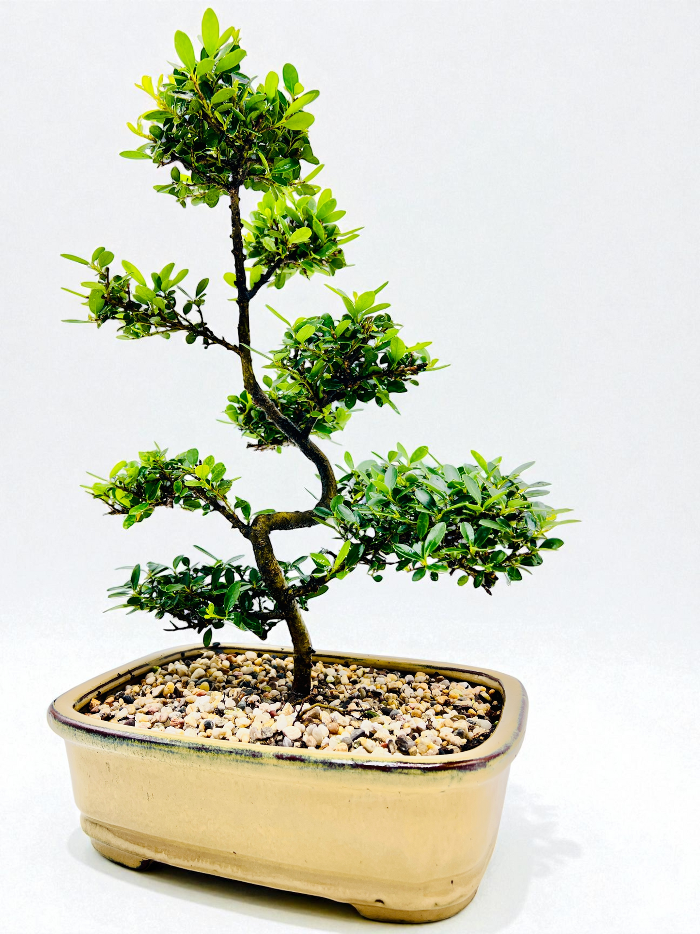 10 Inch Japanese Dwarf Holly Bonsai Tree - Yellow Rectangle Pot