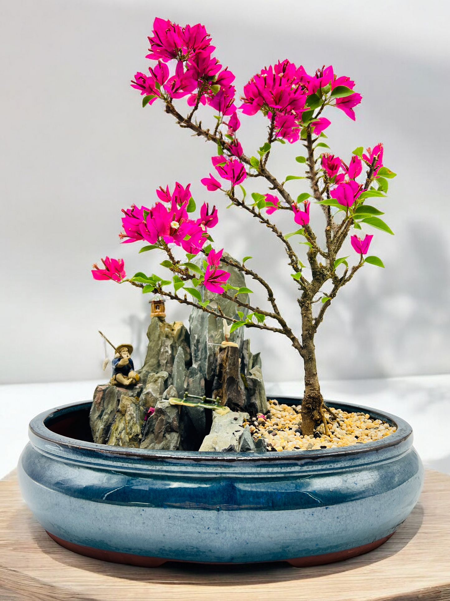 14 Inch Bougainvillea Rock Feature Bonsai Tree