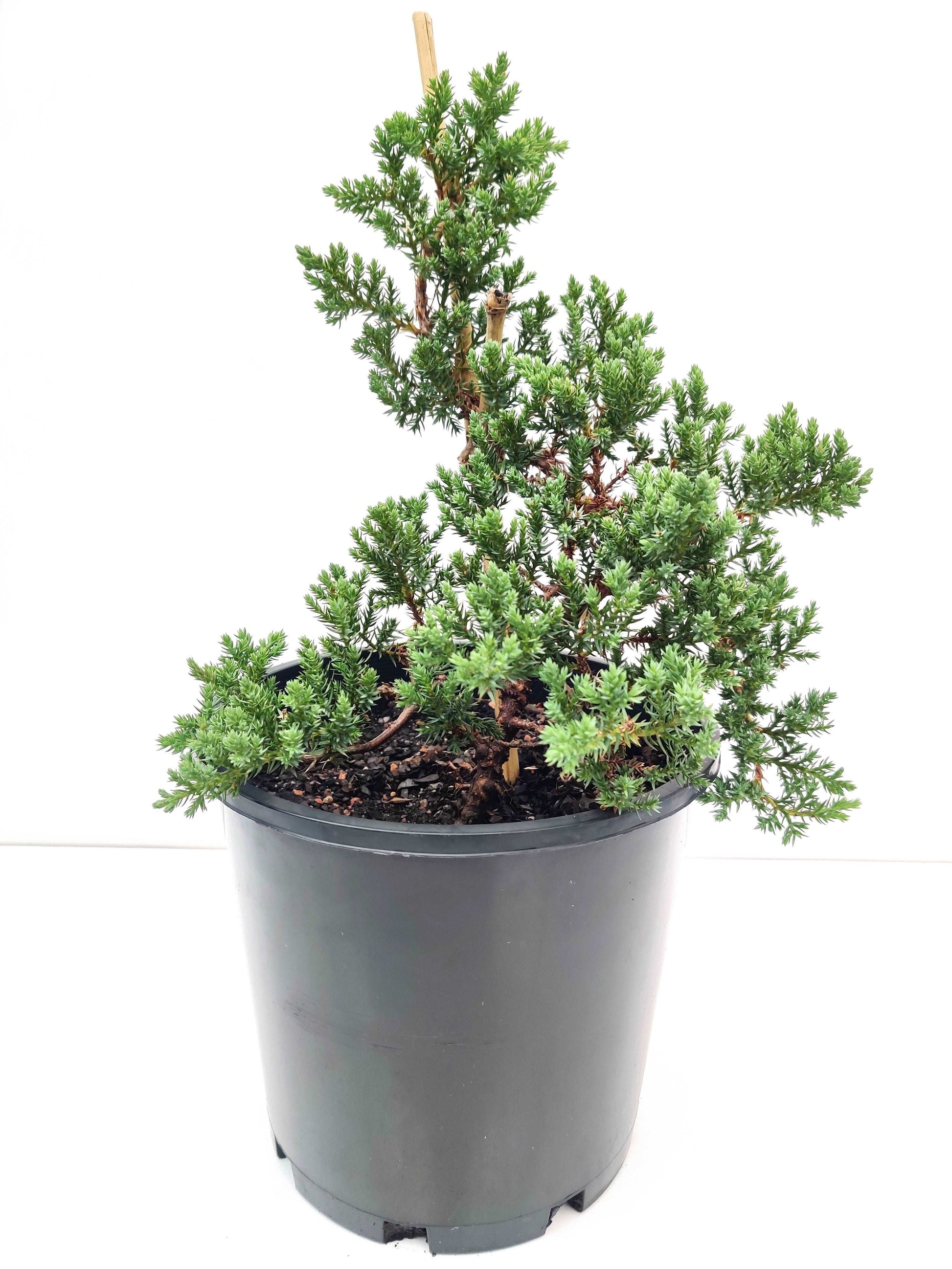 8” Juniper Squamata Bonsai - Bonsai Gifts Nursery