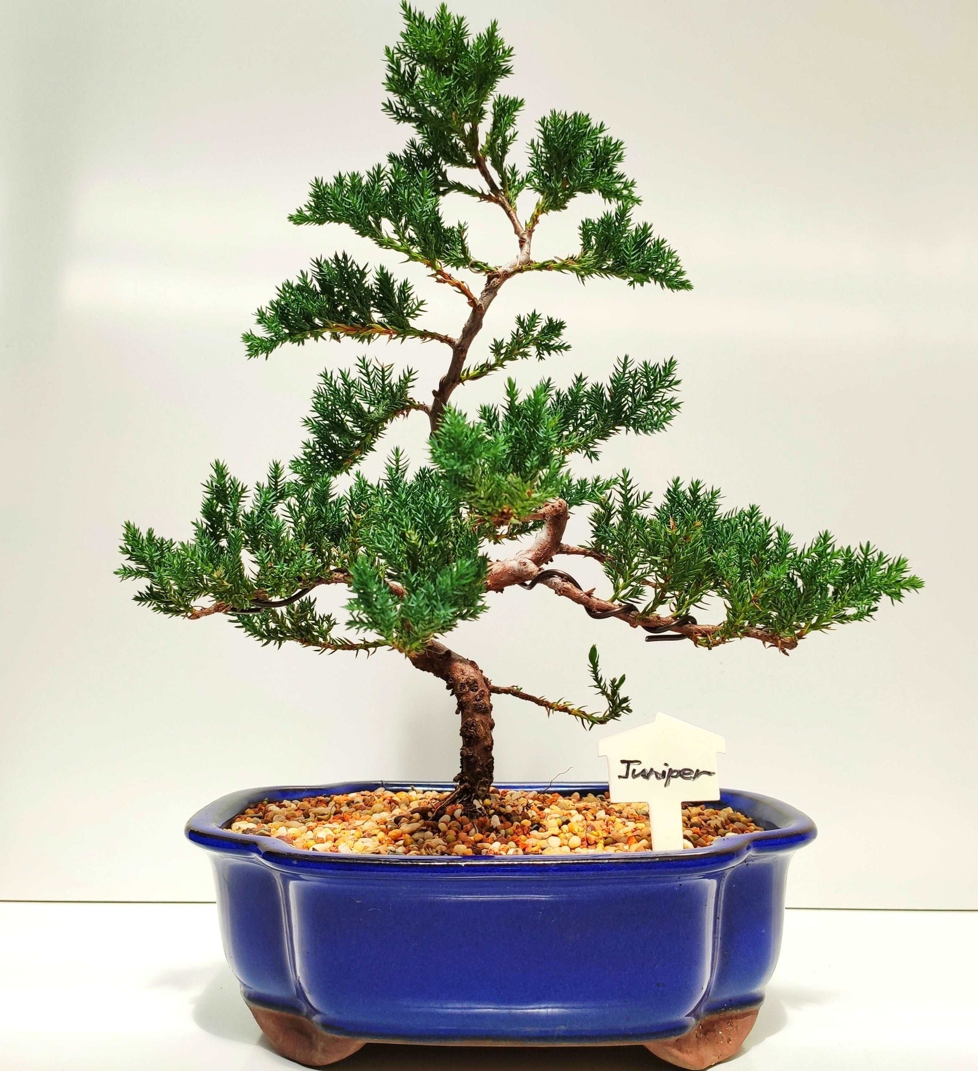 8” Juniper Squamata Bonsai Tree - Bonsai Gifts Nursery