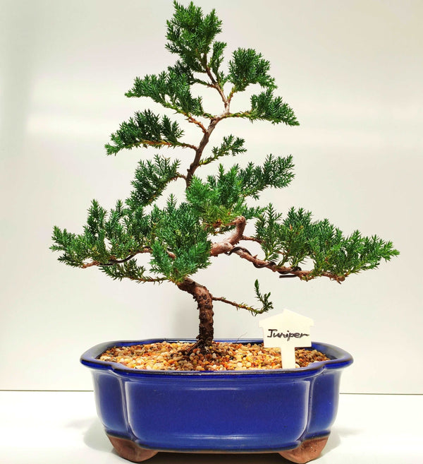 8” Juniper Squamata Bonsai Tree