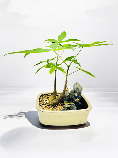 Rock Feature Twin Trunk Braided Indoor Guiana Chestnut “Pachira Aquatica” Bonsai Tree 12 Inch 发财树