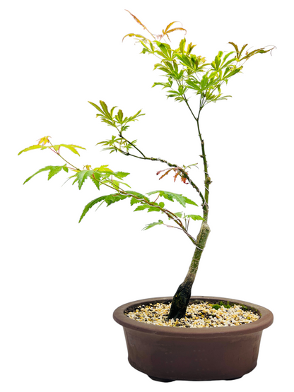 Japanese Maple 12 Inch