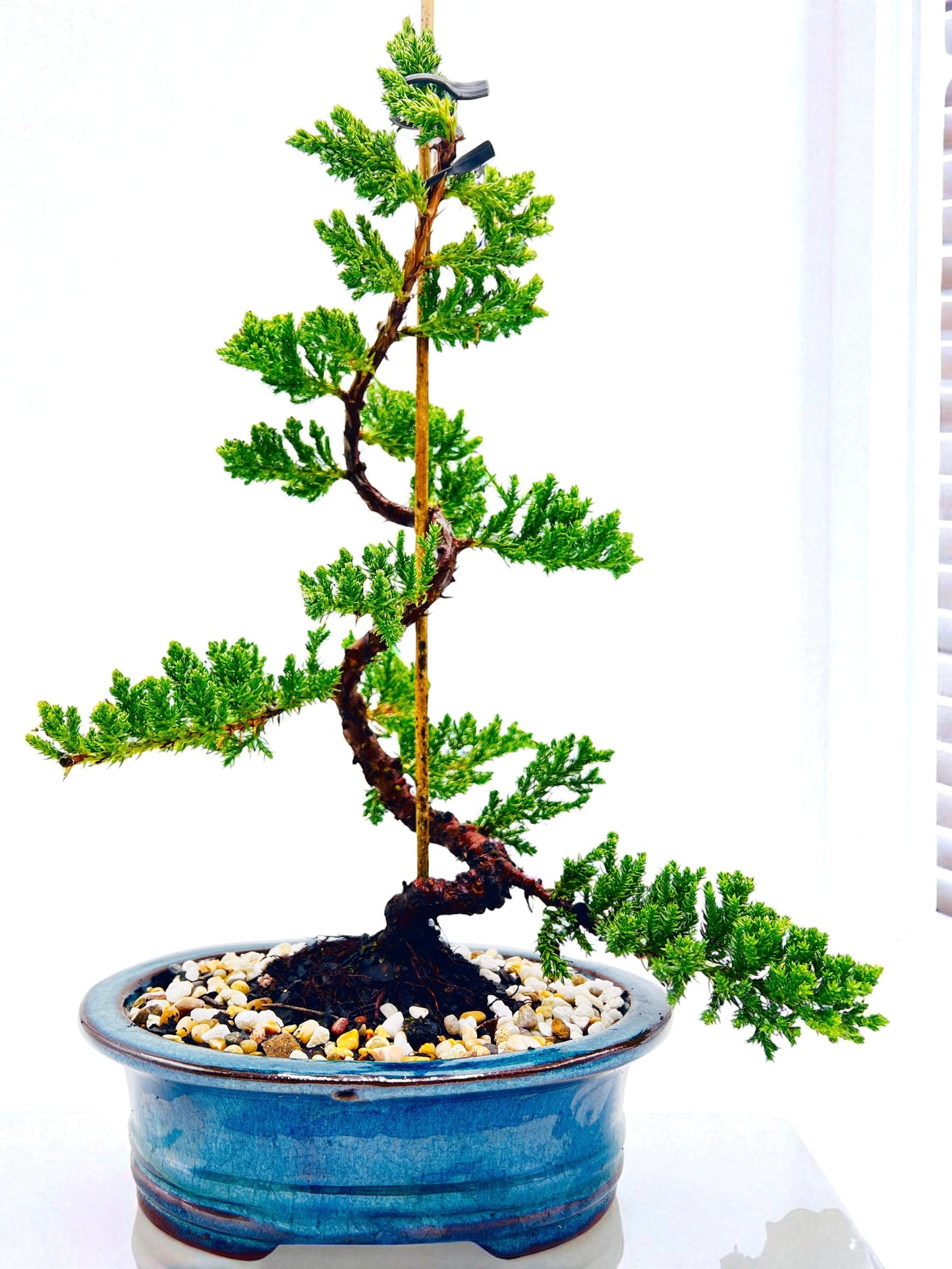 8 Inch Juniper Squamata Bonsai Tree - Teal Oval Pot