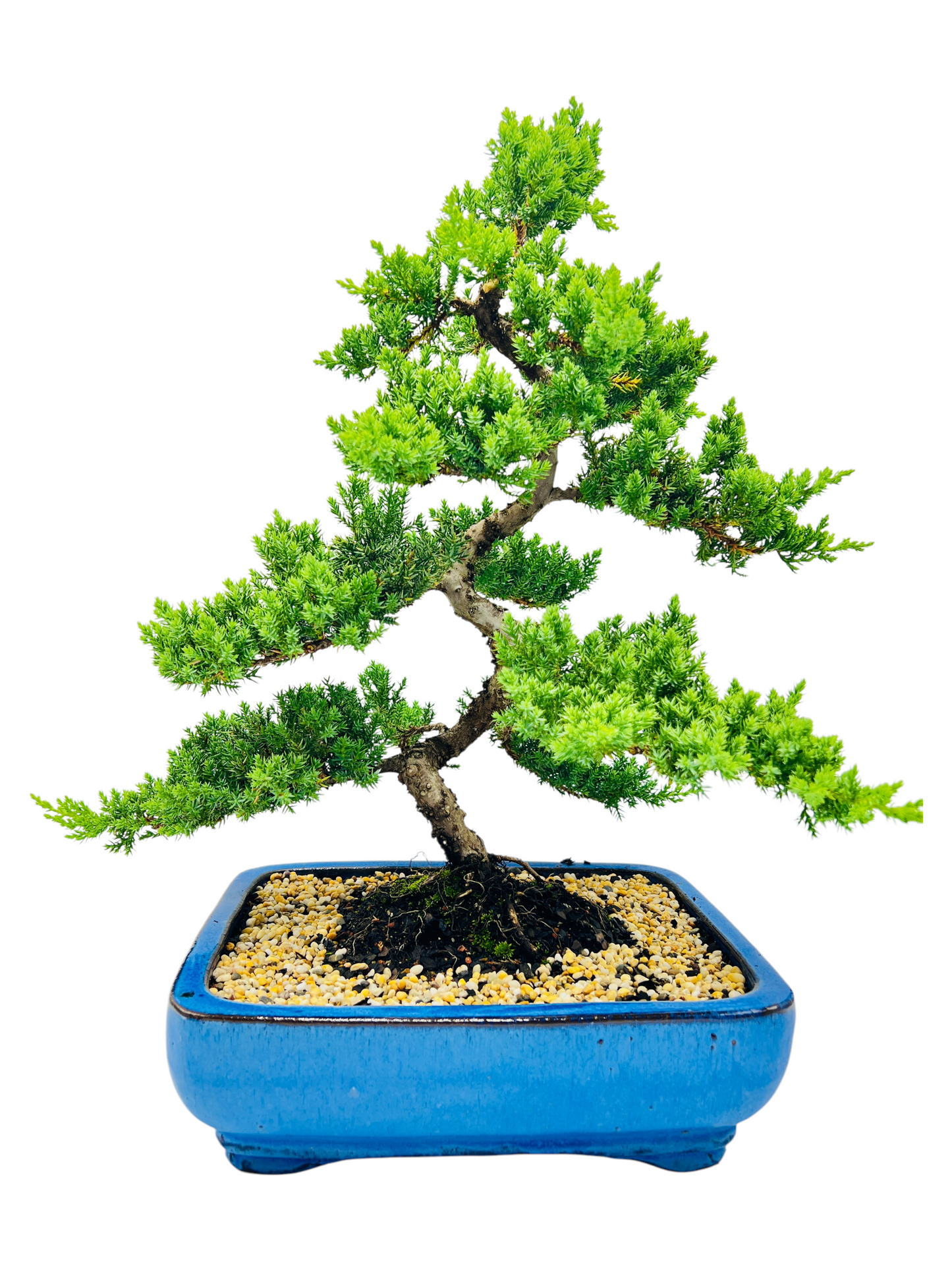 Advanced Twisted Trunk Juniper Squamata Bonsai Tree