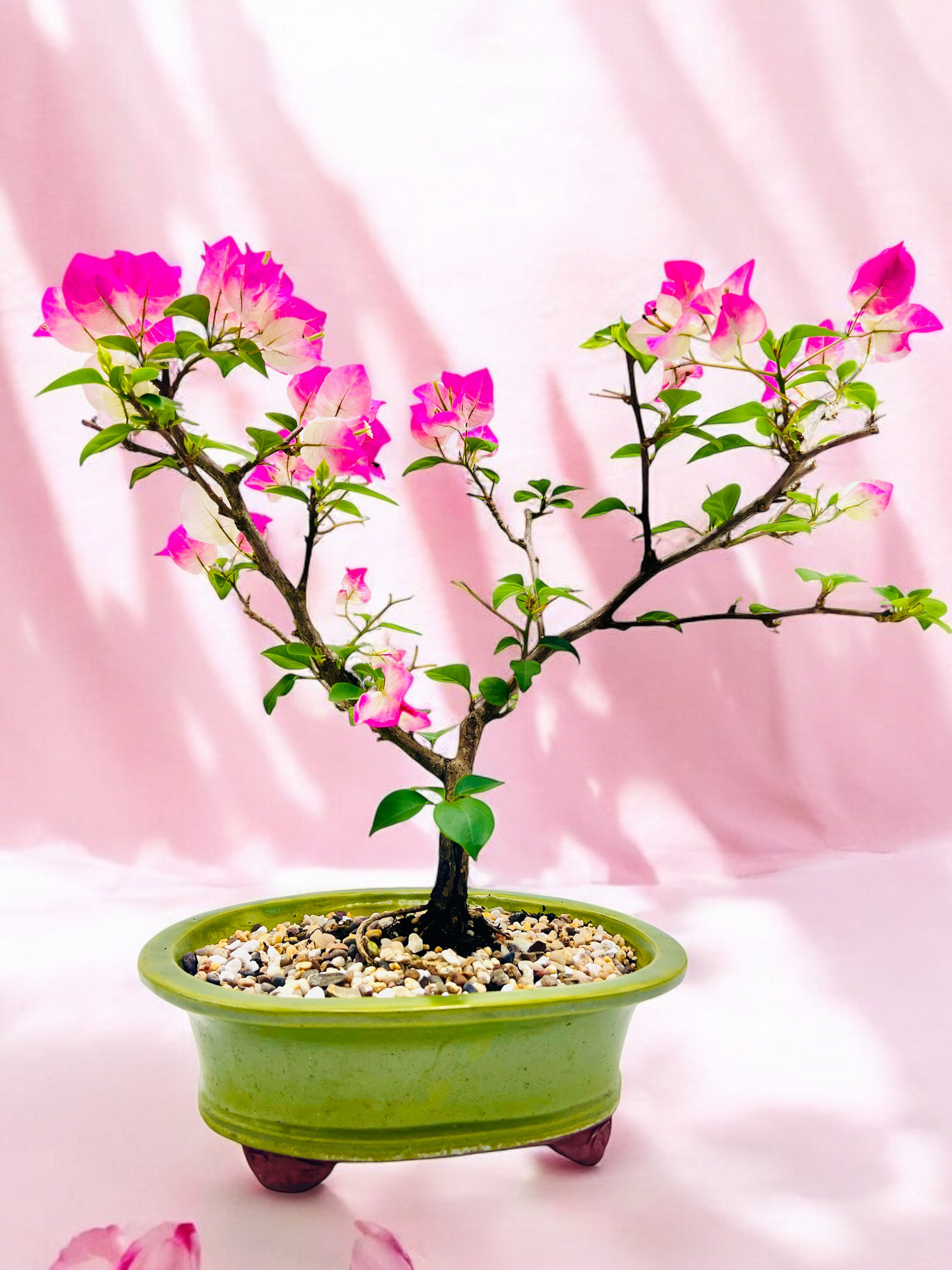 10” White/Pink Flowering Bougainvillea Bonsai Tree - Valentines Day Special