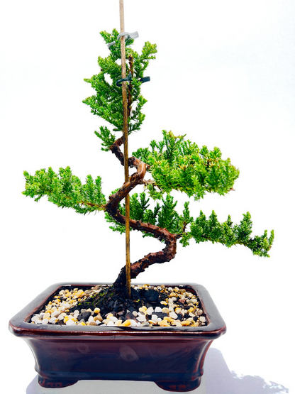 8 Inch Juniper Squamata Bonsai Tree - Black Rectangle Pot