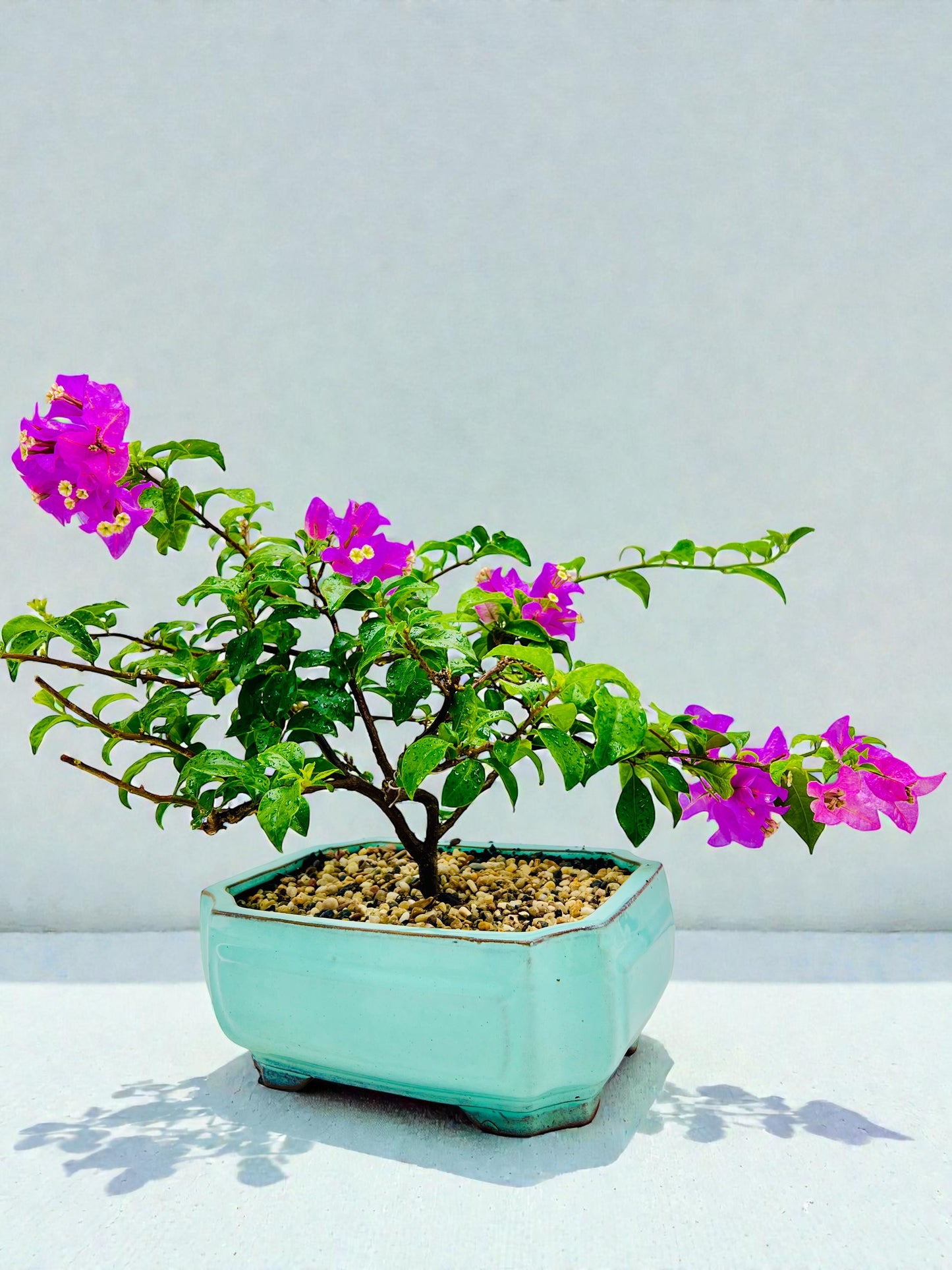 12” Purple Flowering Bougainvillea Bonsai Tree