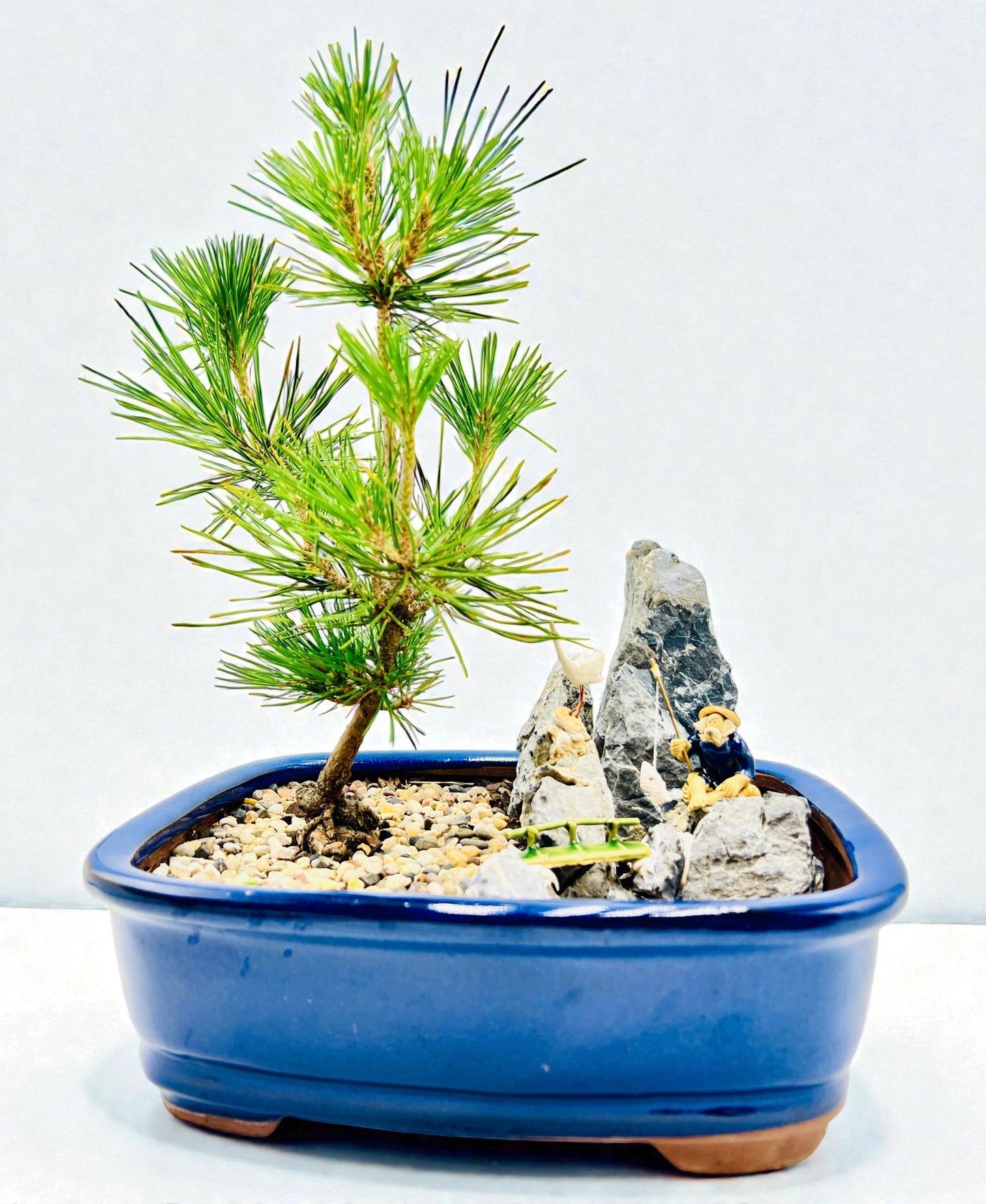 Mikawa Japanese Black Pine Bonsai Tree With Rock Feature