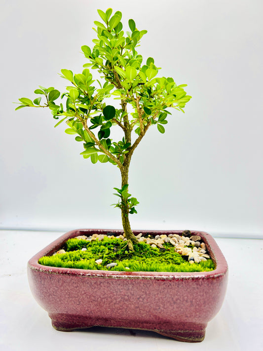 Japanese Boxwood 8" Bonsai Tree - Red Textured Pot With Moss