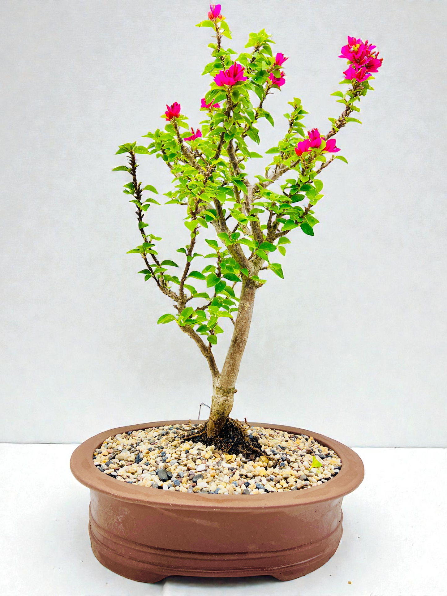 16” Pink Flowering Bougainvillea Bonsai Tree