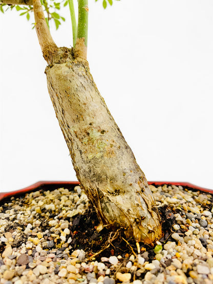 2018 Indoor Guiana Chestnut “Pachira Aquatica” Bonsai Tree 10 Inch 发财树