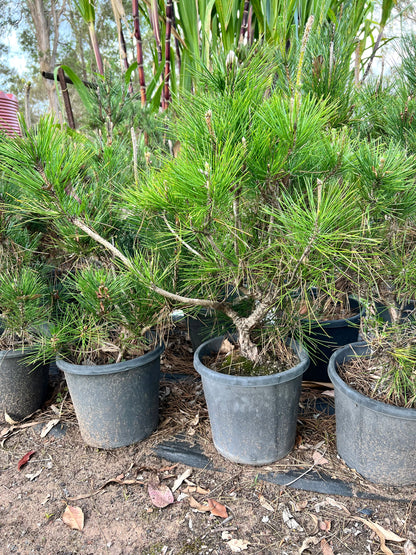12” Japanese Black Pine DIY Bonsai Tree