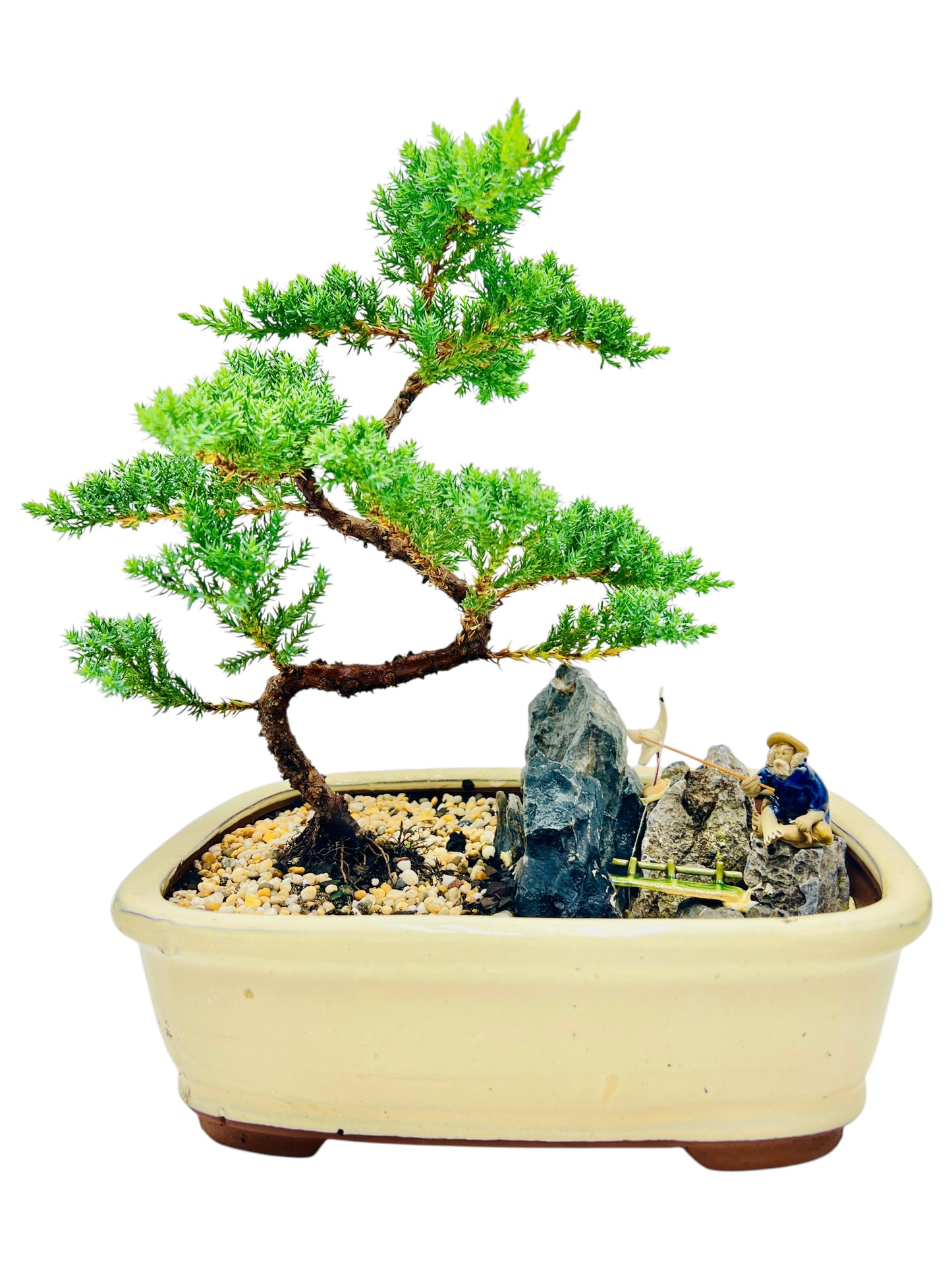 12 Inch Juniper Bonsai Tree With Rock Feature