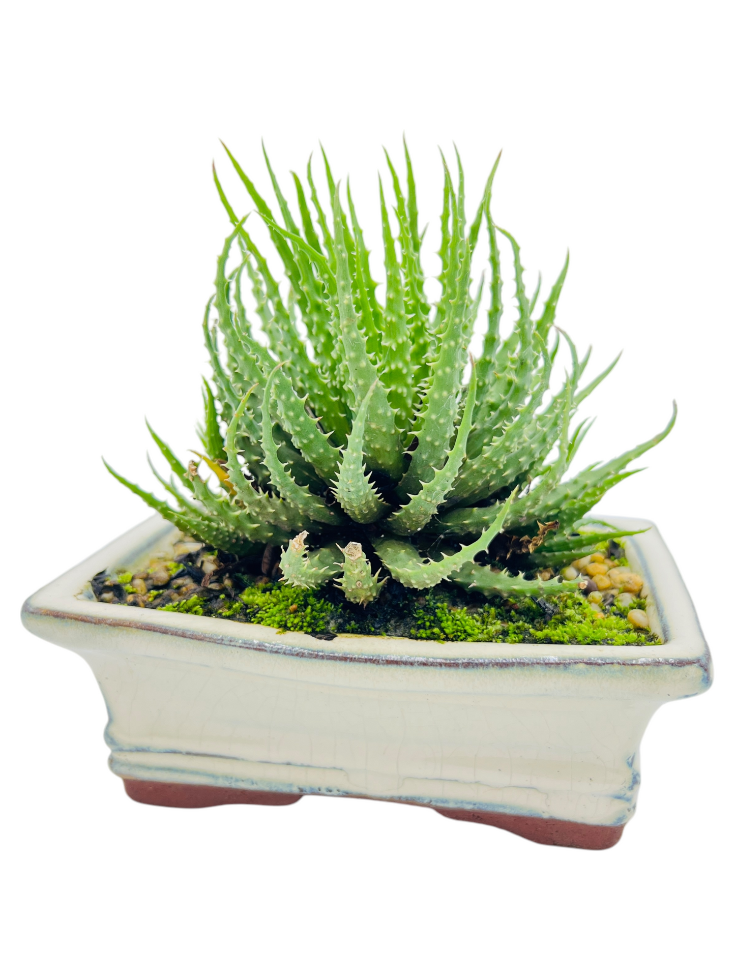 Succulent Bonsai Tree 6 Inch