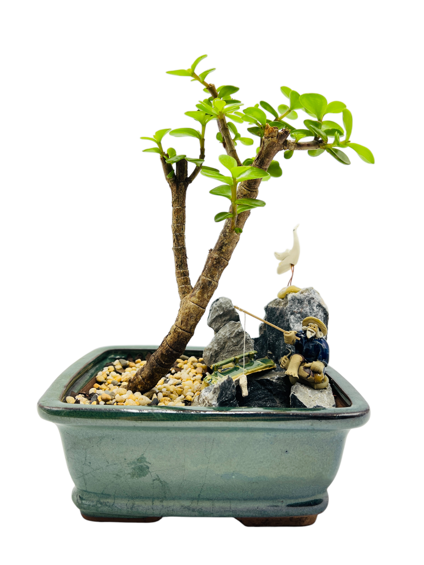 Rock Feature Jade Money Tree Bonsai 7 Inch