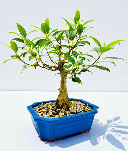 8 Inch Small Leaf Fig Bonsai Tree