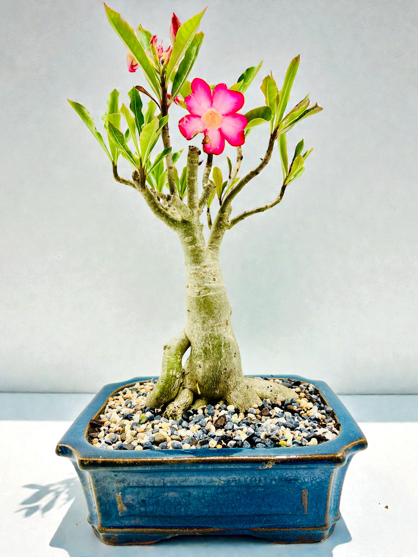 10 Year Old Mature Desert Rose Bonsai Tree - Pink Flowers