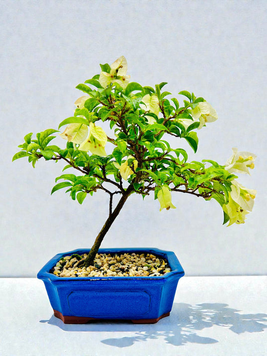 8” White Bougainvillea 40cm Tall