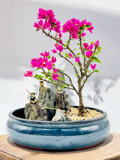 14 Inch Bougainvillea Rock Feature Bonsai Tree