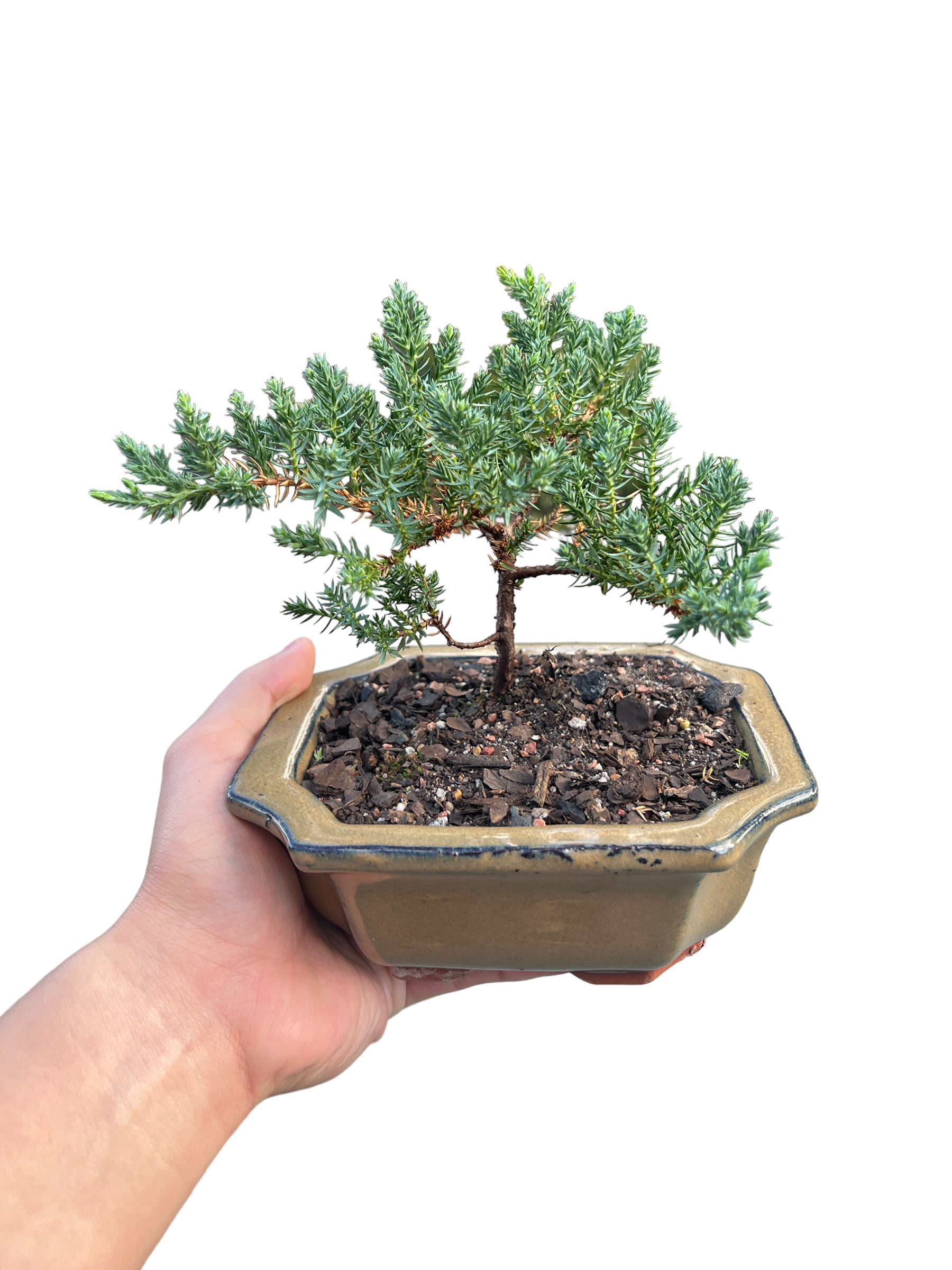 6” Juniper Bonsai Tree - Bonsai Gifts Nursery