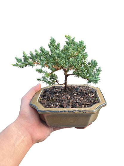 6” Juniper Bonsai Tree - Bonsai Gifts Nursery