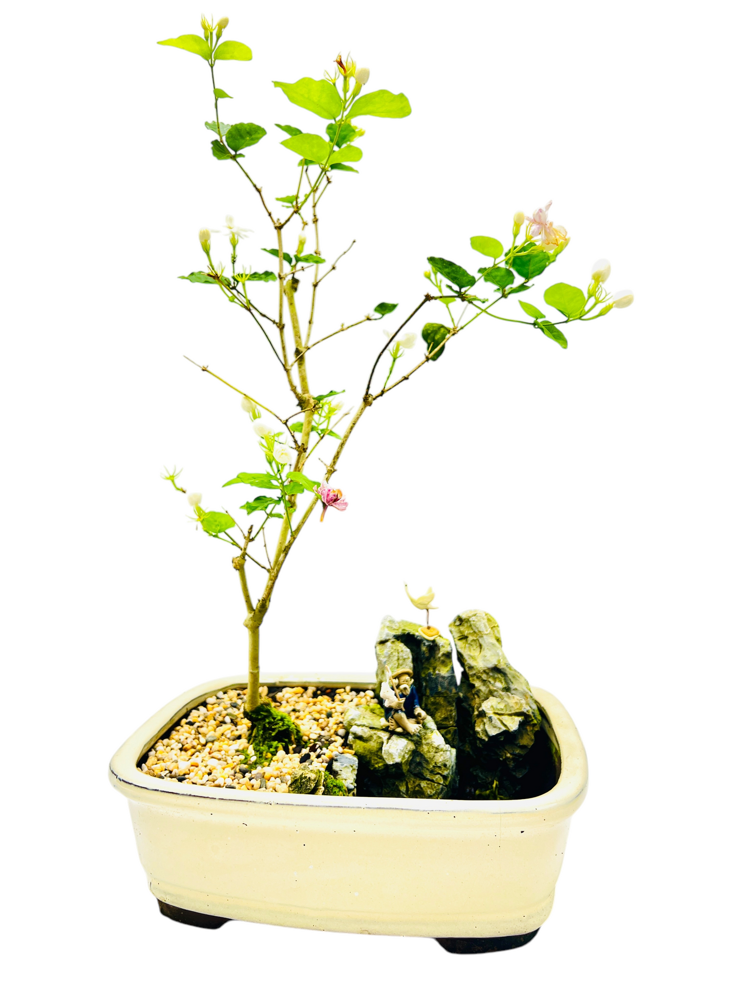 Rock Feature White/Pink Jasmine Bonsai Tree 12 Inch