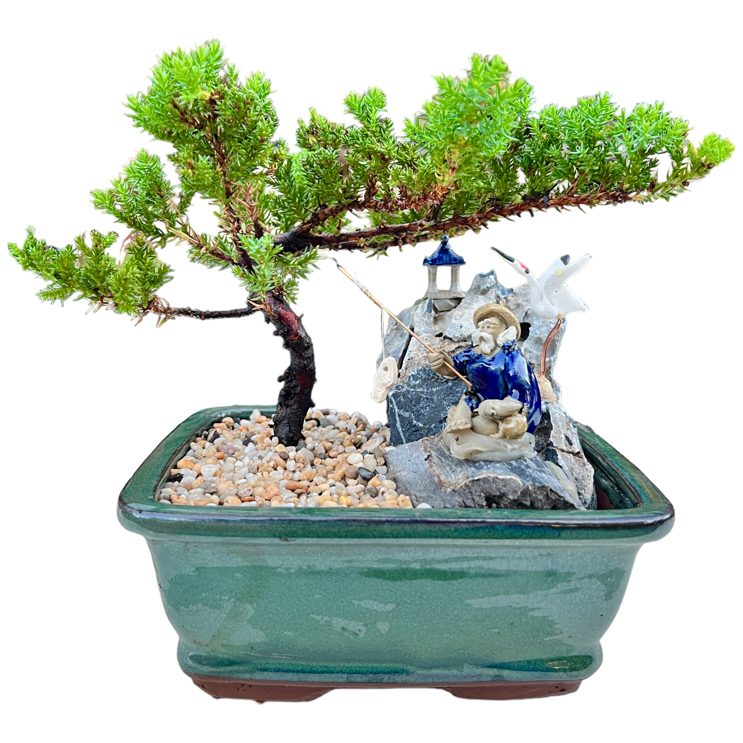 7 Inch Juniper Bonsai Tree With Rock Feature