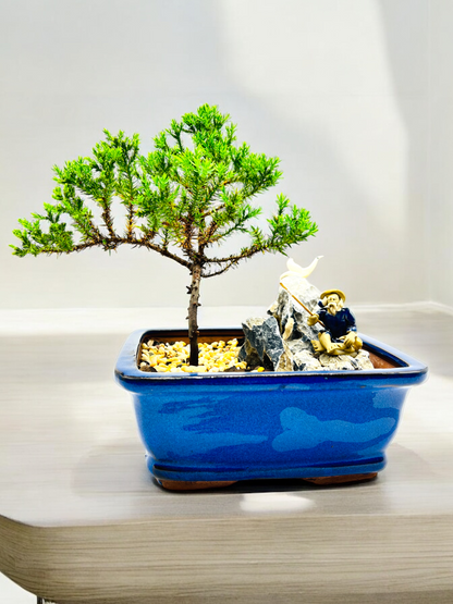 7 Inch Juniper Bonsai Tree With Rock Feature