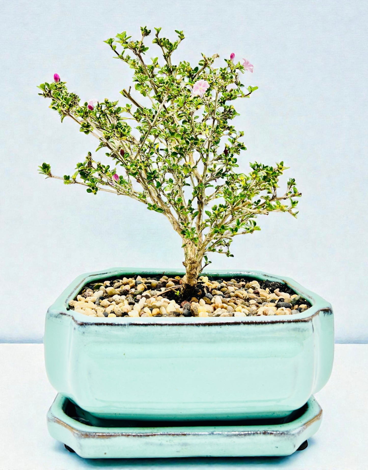 8 Inch Japanese Pink Flowering Serissa Bonsai Tree With Saucer