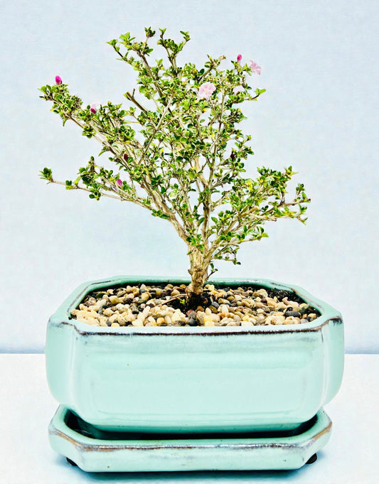 8 Inch Japanese Pink Flowering Serissa Bonsai Tree With Saucer