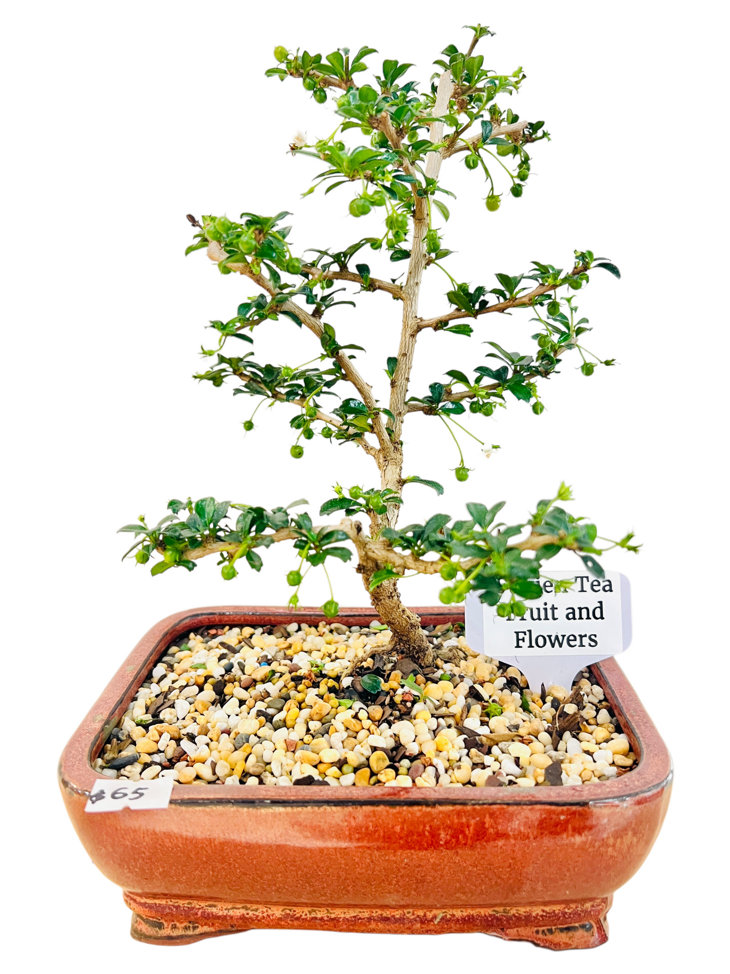 8” Fukien Tea Bonsai Tree