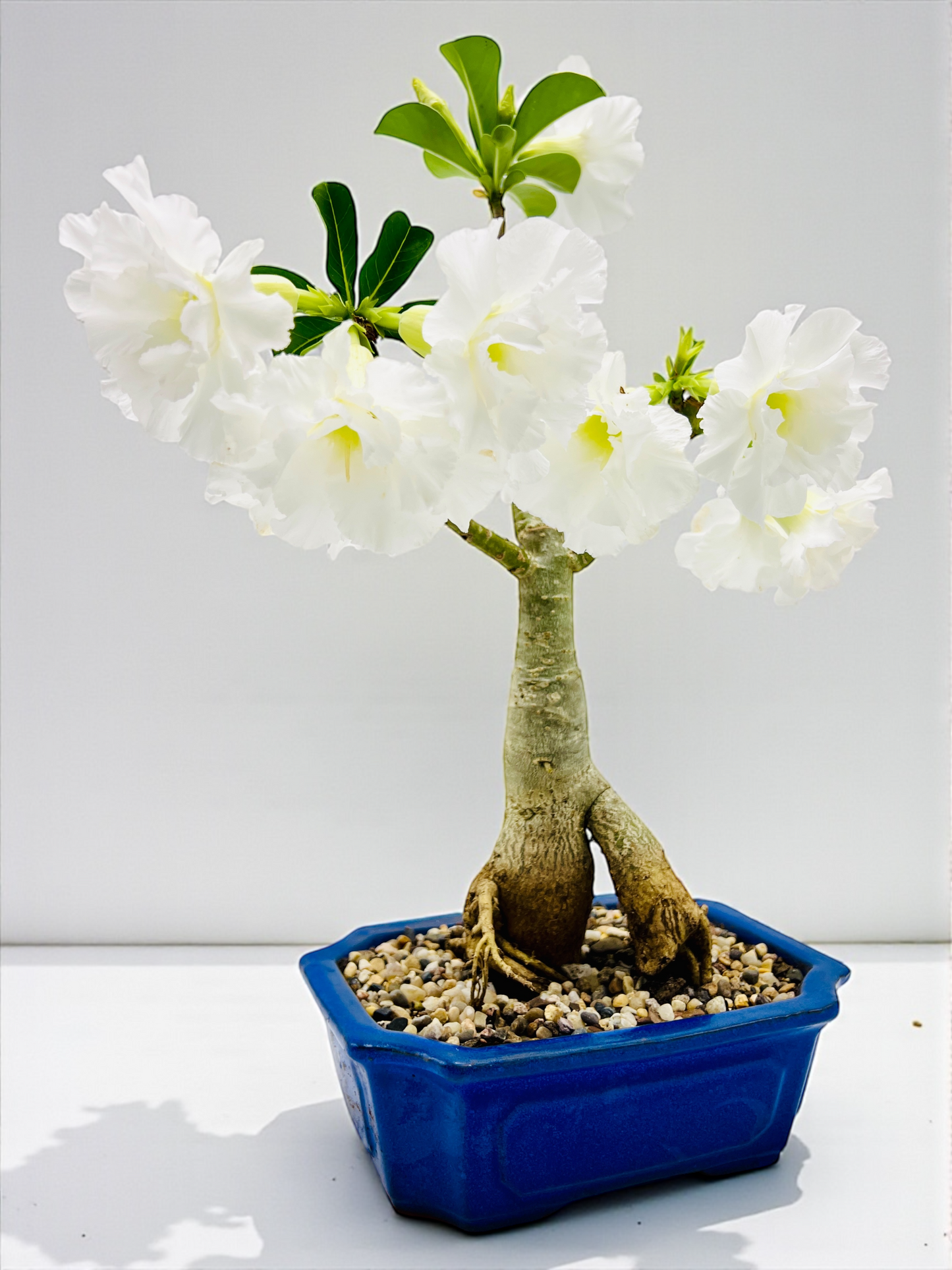 Double White Desert Rose Bonsai Tree