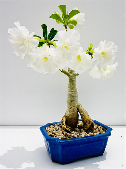 Double White Desert Rose Bonsai Tree