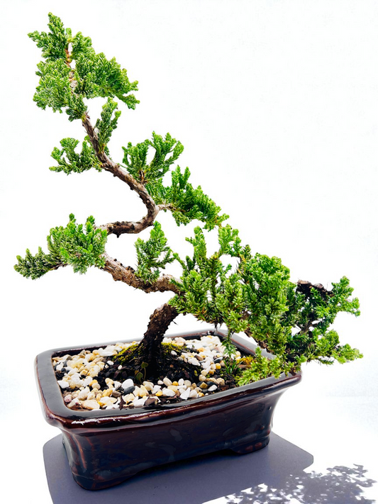 8 Inch Juniper Squamata Bonsai Tree - Black Rectangle Pot