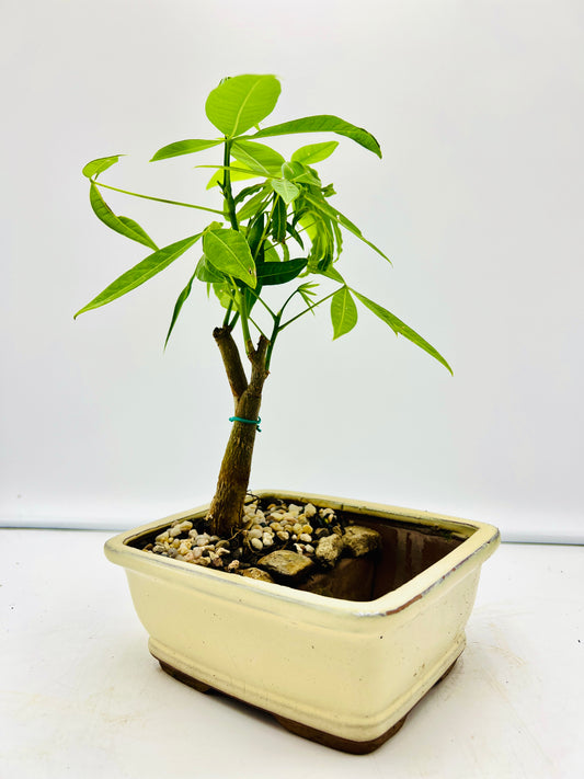 Twin Trunk Indoor Guiana Chestnut “Pachira Aquatica” Bonsai Tree 7 Inch 发财树